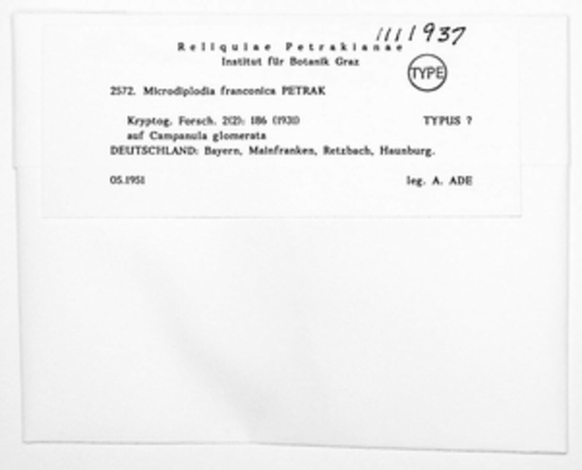 Microdiplodia franconica image
